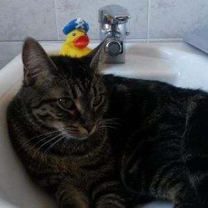 Les mystères du bidet