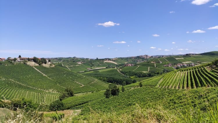 vue sur les vignes des Langhe