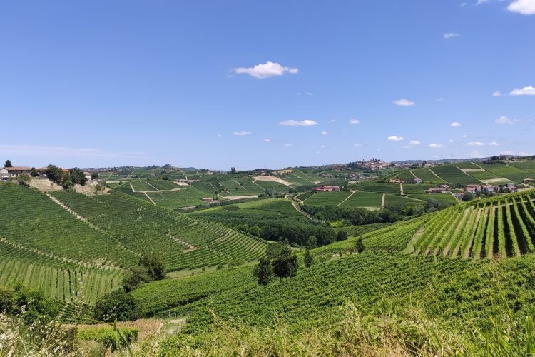 vue sur les vignes des Langhe